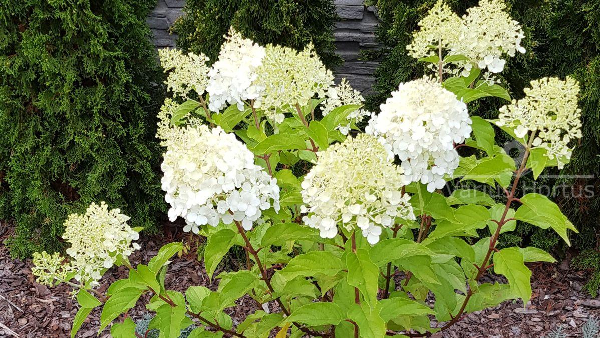 Hortensja bukietowa (Hydrangea paniculata) Polar Bear