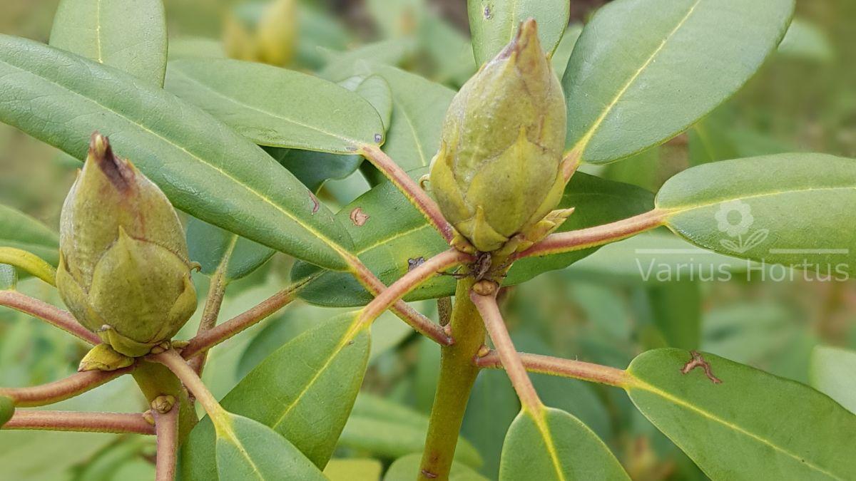 Rhododendron Calsap pąk