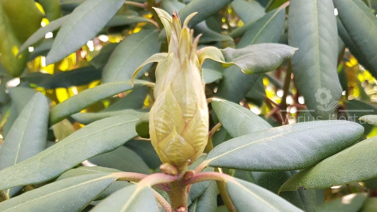 Różanecznik Roseum Elegans pąk