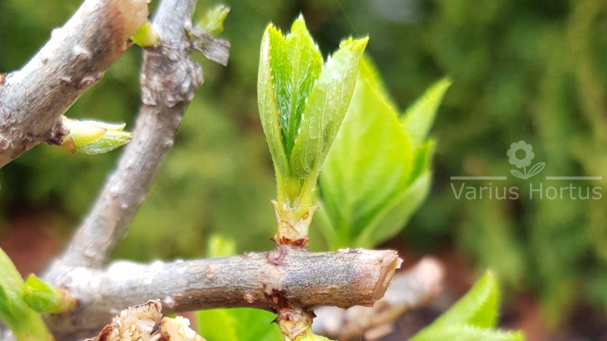 Hortensja bukietowa Polar Bear pąki wiosną