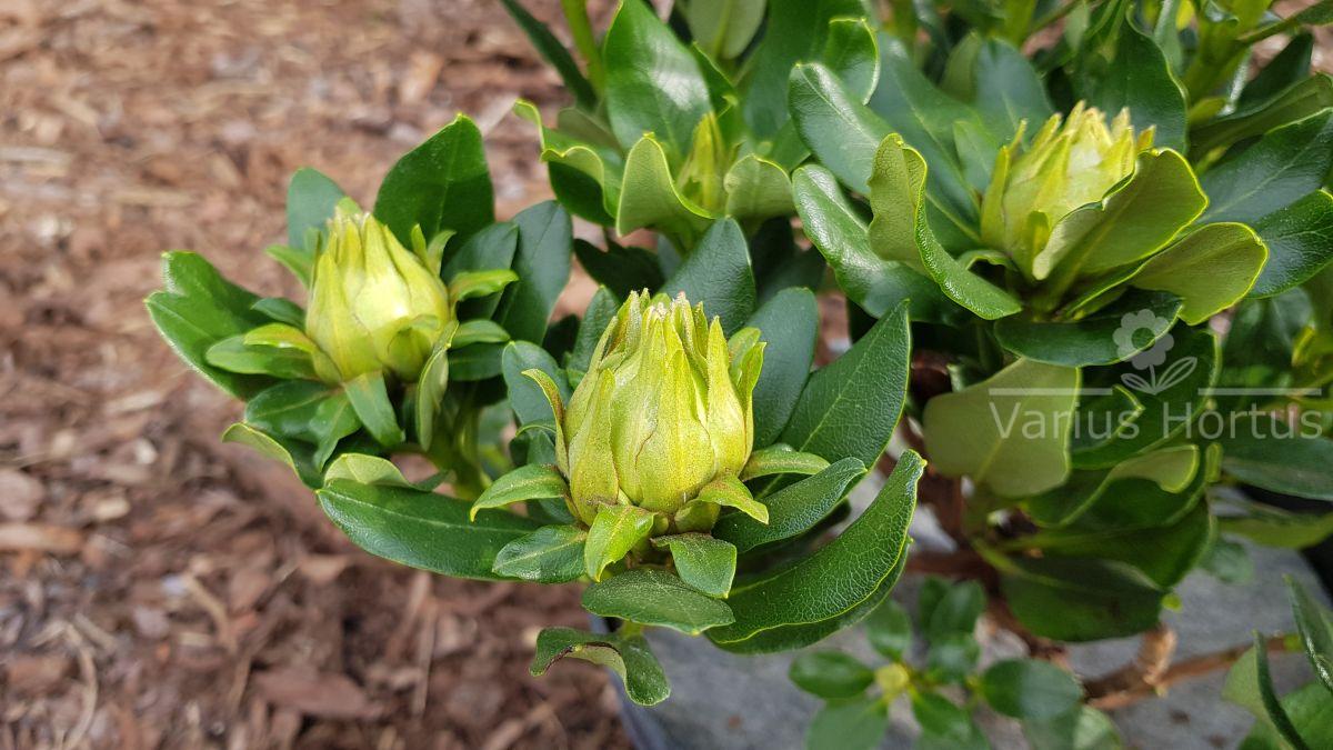 Różanecznik Goldkrone pąki