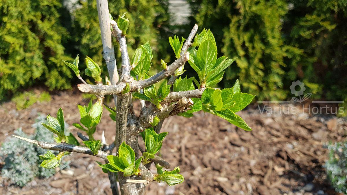 Hydrangea paniculata Polar Bear pąki wiosną