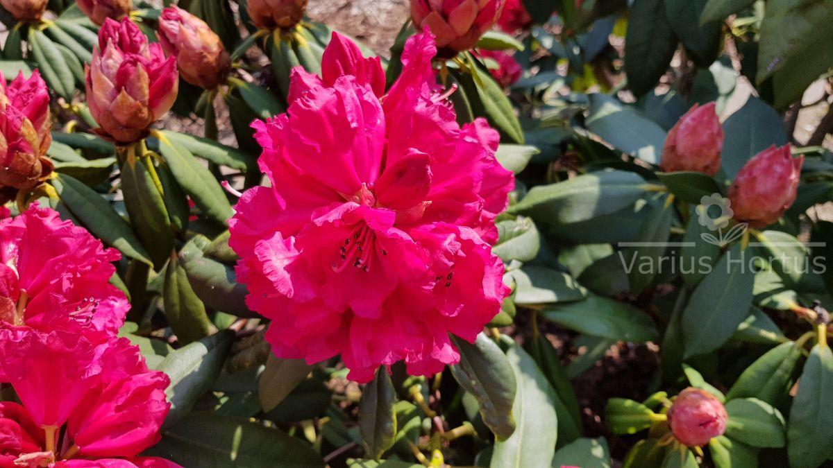 Różanecznik Andantino kwiaty