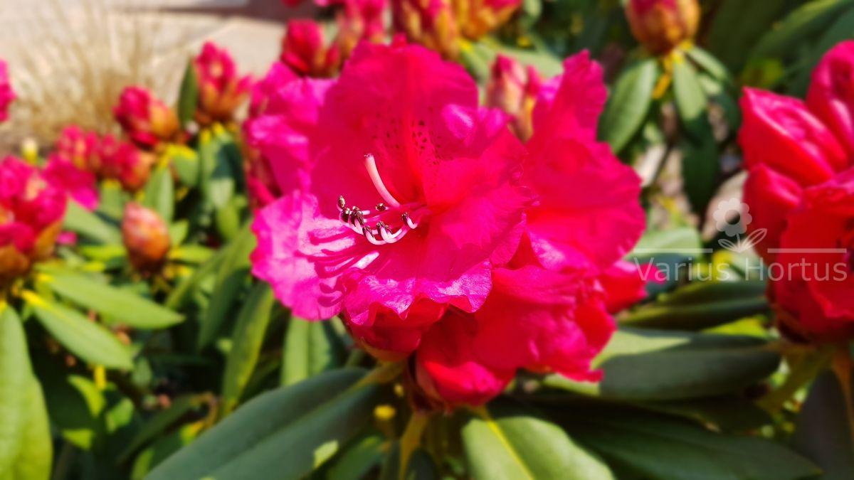 Rododendron Andantino kwiaty