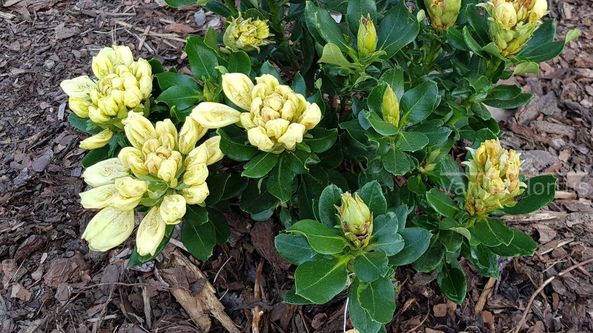 Różanecznik Goldkrone pąki