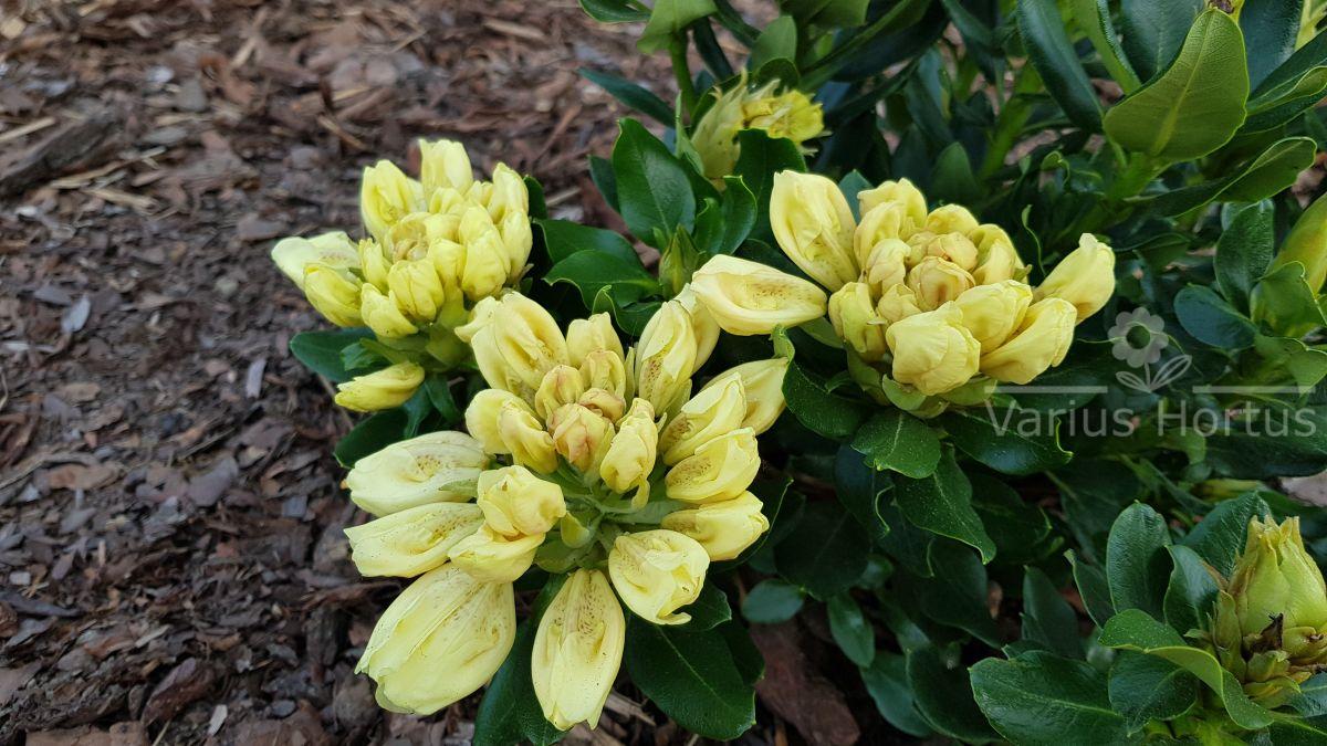 Różanecznik Goldkrone początek kwitnienia