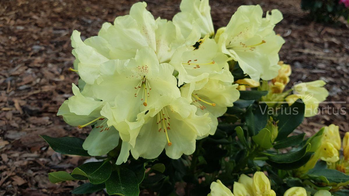 Różanecznik Goldkrone kwiaty