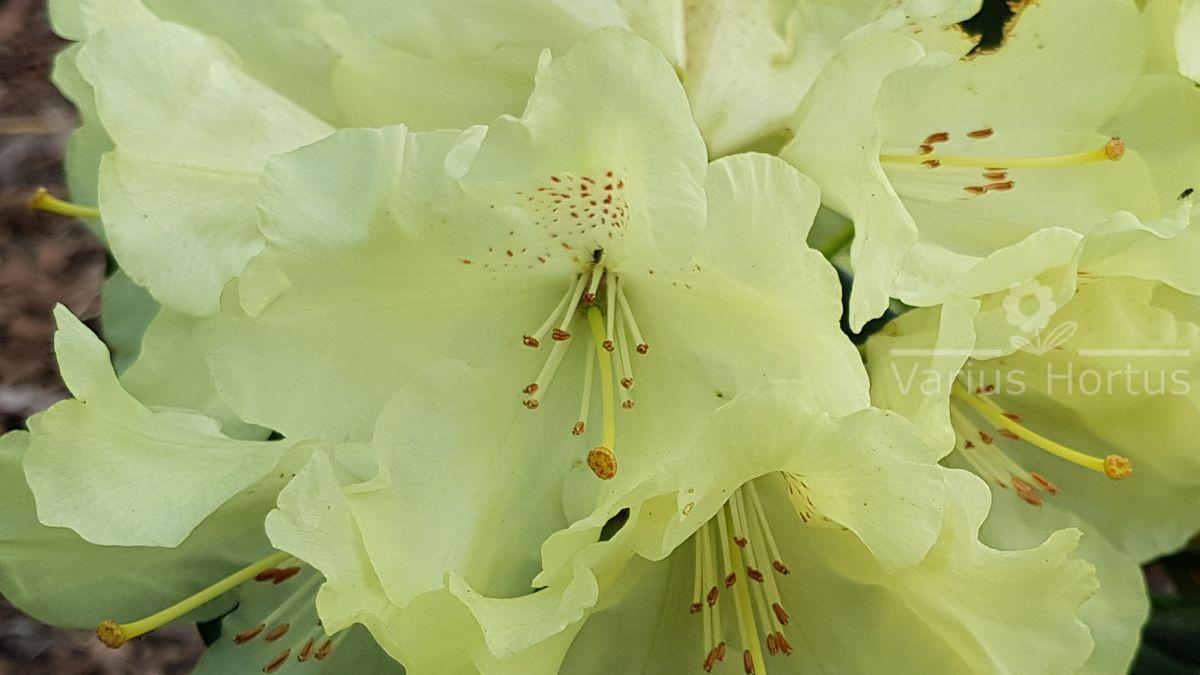 Różanecznik Goldkrone