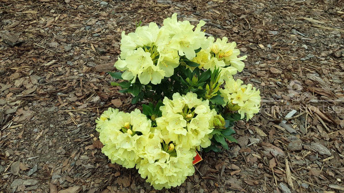 Różanecznik Goldkrone kwitnący krzew