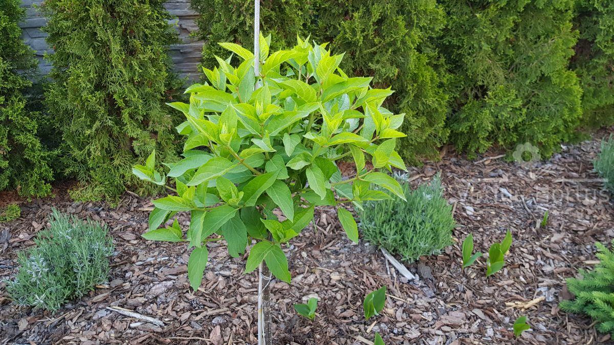 Hortensja bukietowa (Hydrangea paniculata) Polar Bear młoda roślina