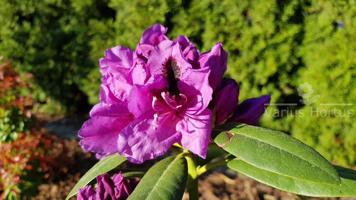 Rododendron Peter Alan kwitnienie