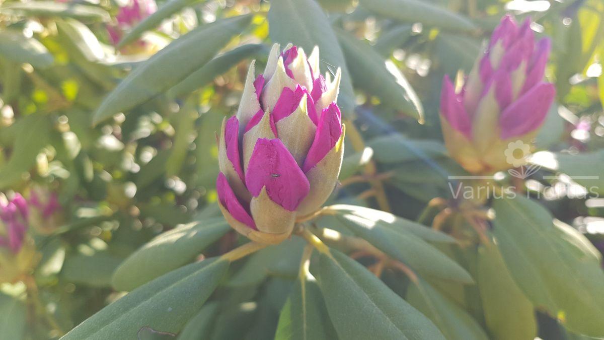 Różanecznik Roseum Elegans rozwijające się pąki