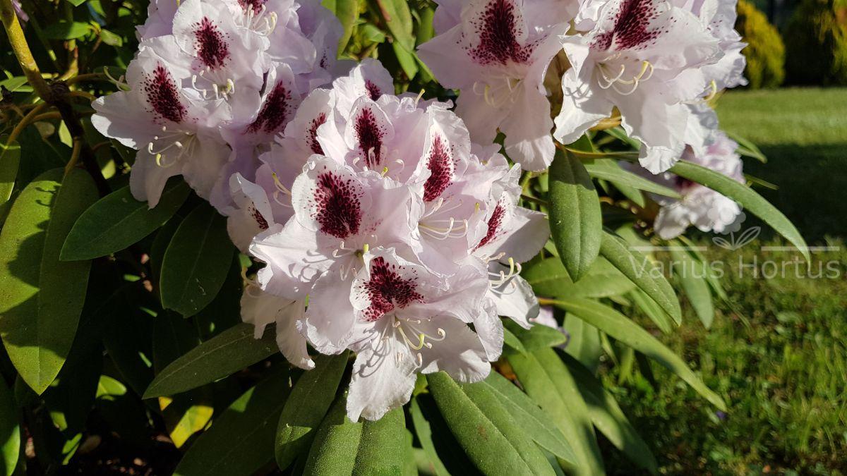 Rododendron Calsap kwiaty