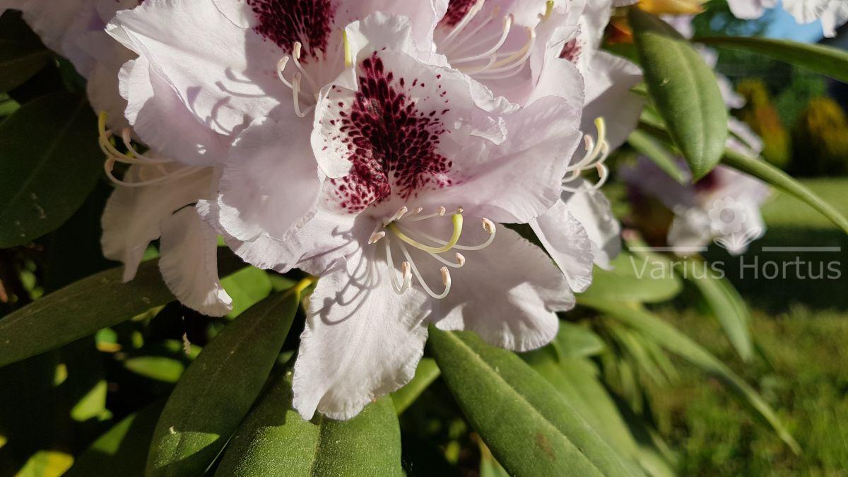 Rododendron Calsap kwitnienie