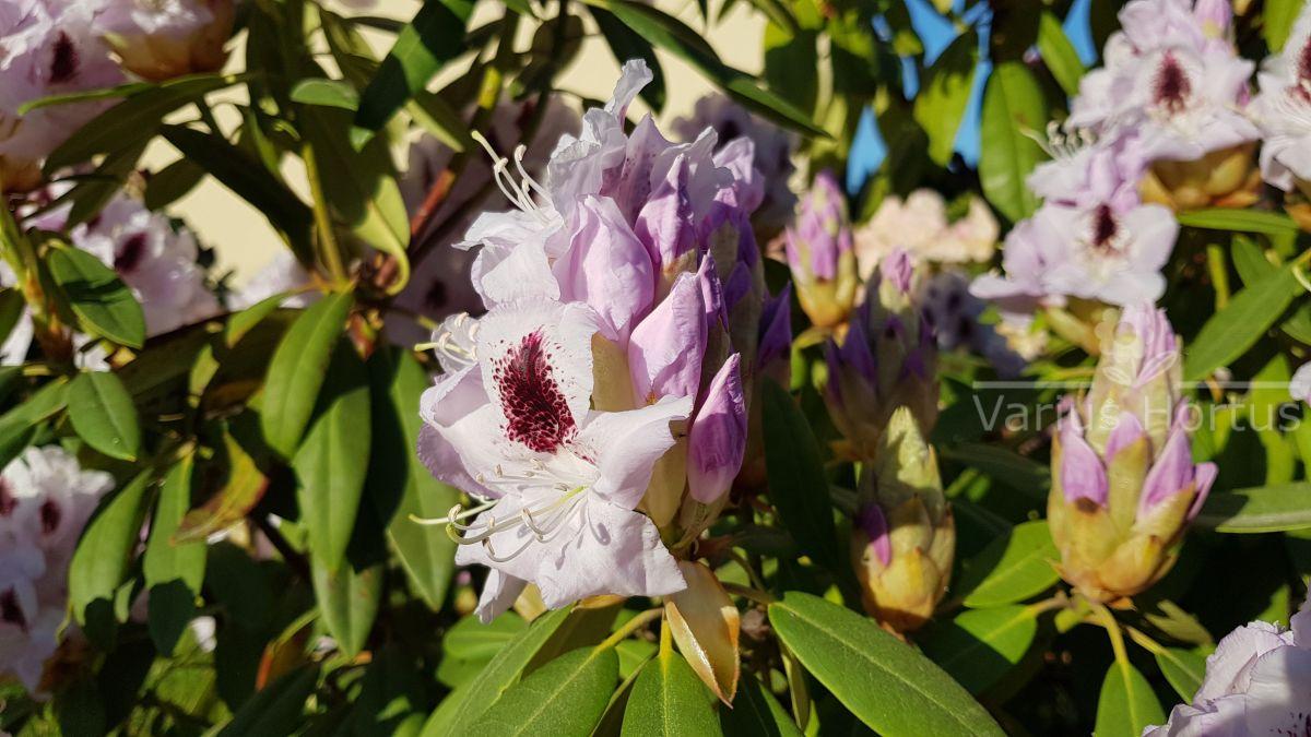 Rododendron Calsap rozwijający się pąk