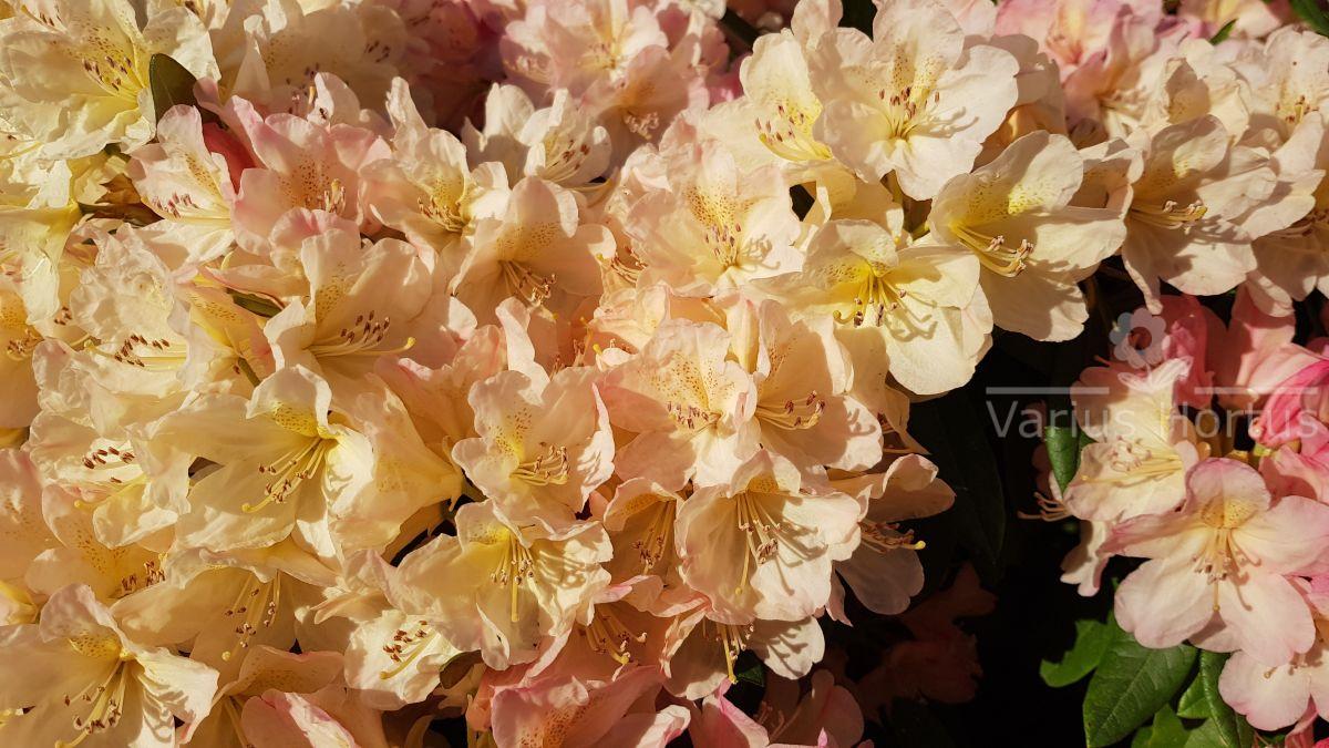 Różanecznik Percy Wiseman kwiaty