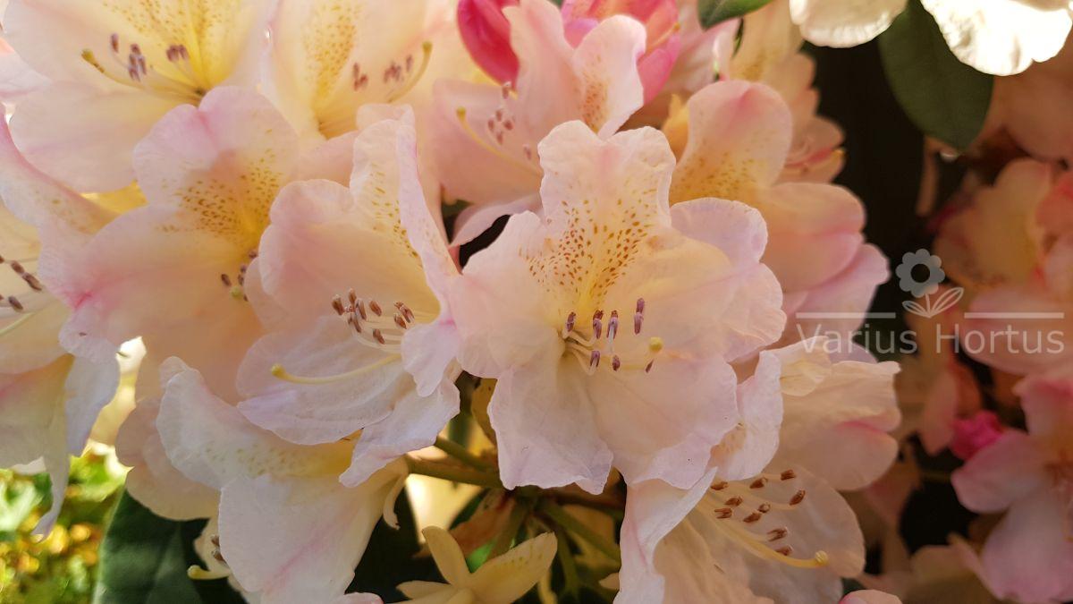 RododendronPercy Wiseman kwiaty