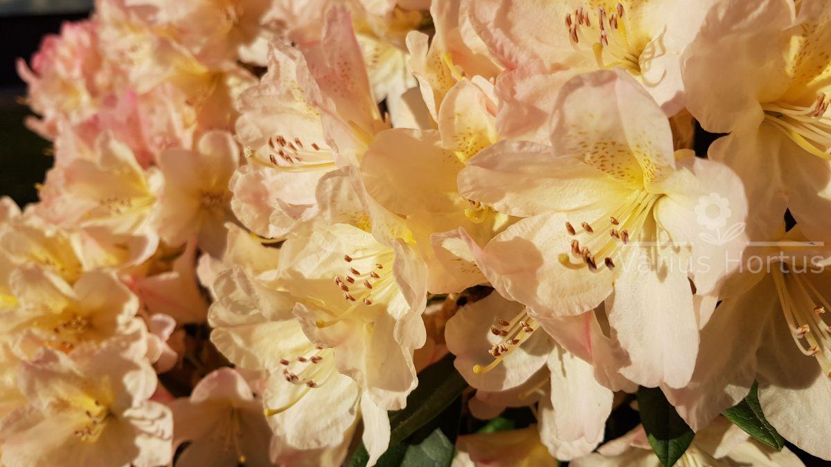 RododendronPercy Wiseman kwiaty