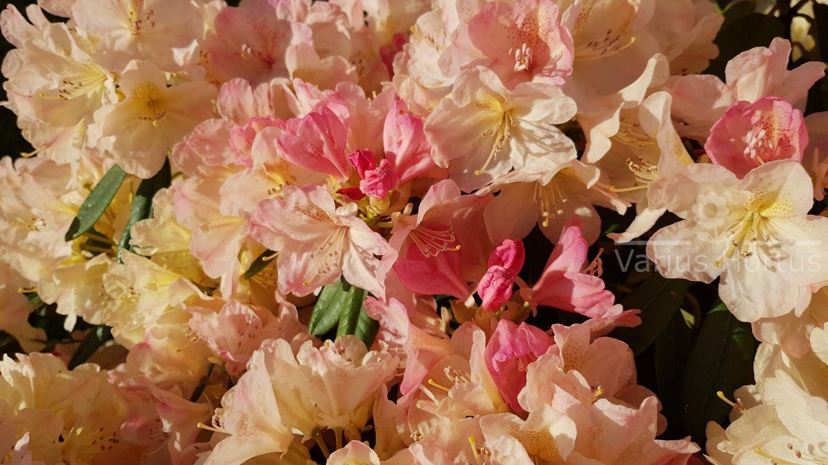 RododendronPercy Wiseman kwiaty