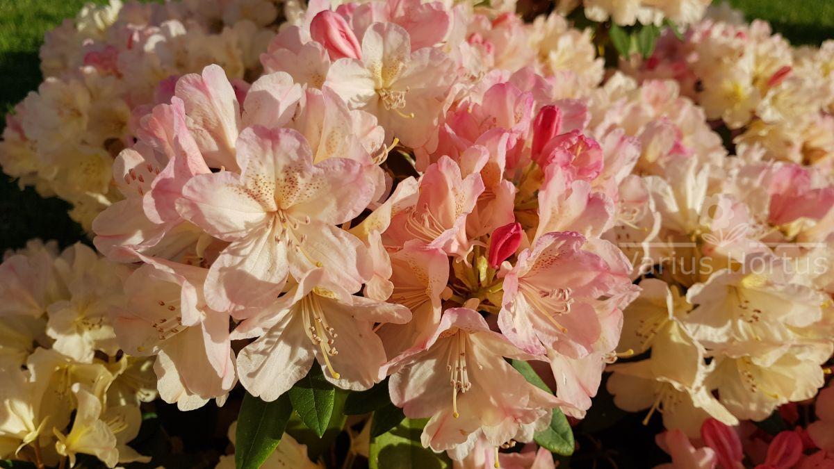 RododendronPercy Wiseman kwiaty