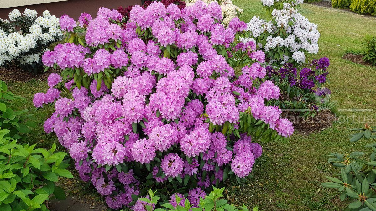 Rododendron Roseum Elegans kwitnienie