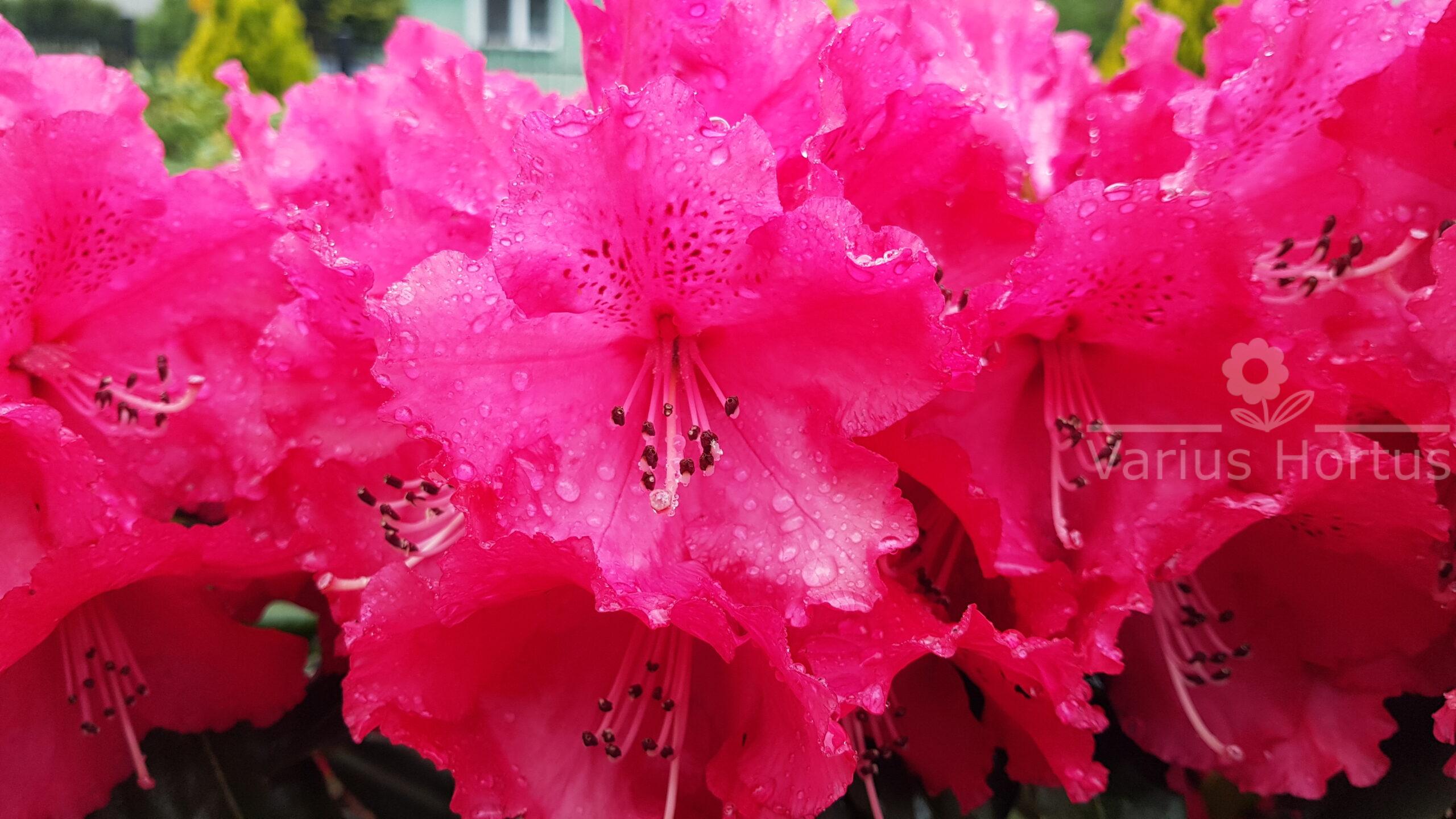 Różanecznik Andantino