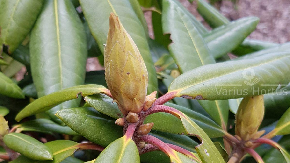 Różanecznik Kazimierz Wielki pąk