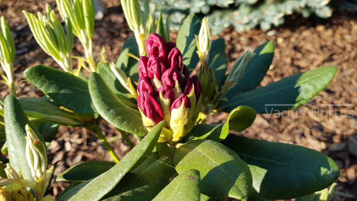 Rododendron Busuki 'Hachbusk' rozwijający się pąk