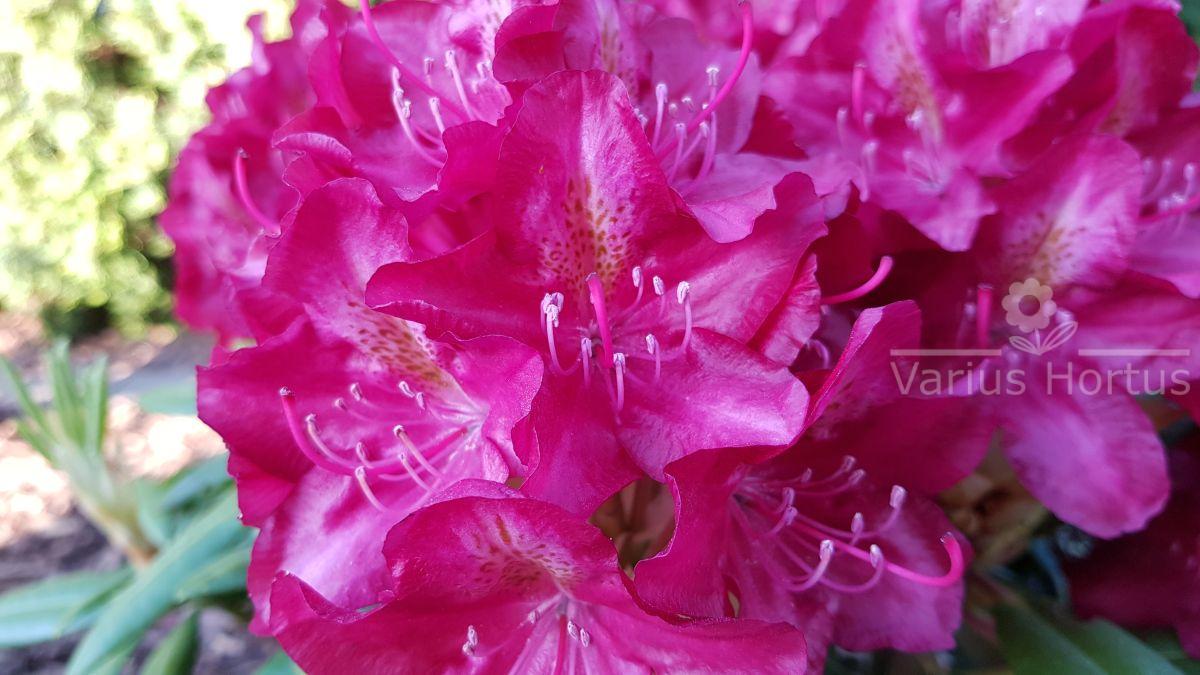 Różanecznik Kazimierz Wielki kwiaty