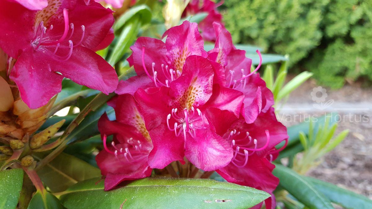 Różanecznik Kazimierz Wielki