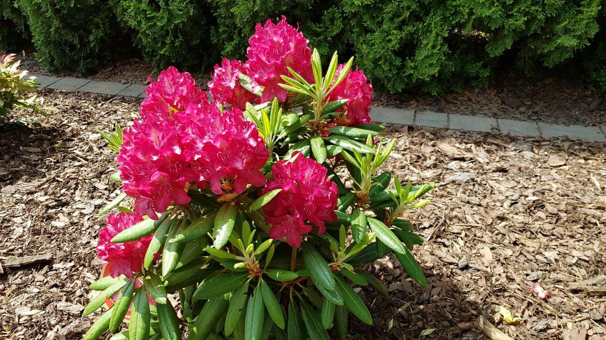 Różanecznik Kazimierz Wielki krzew