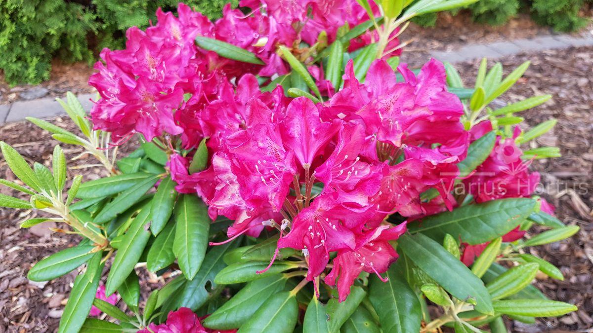 Rrododendron Kazimierz Wielki kwitnienia