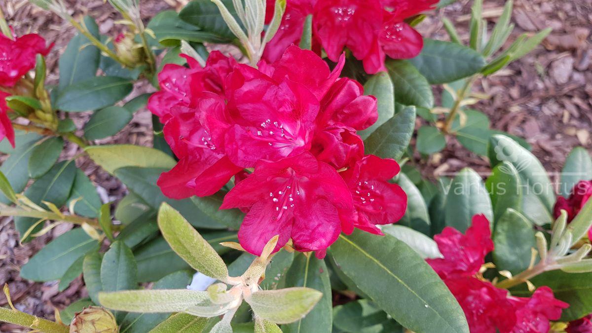 Rododendron Busuki 'Hachbusk' kwitnienie