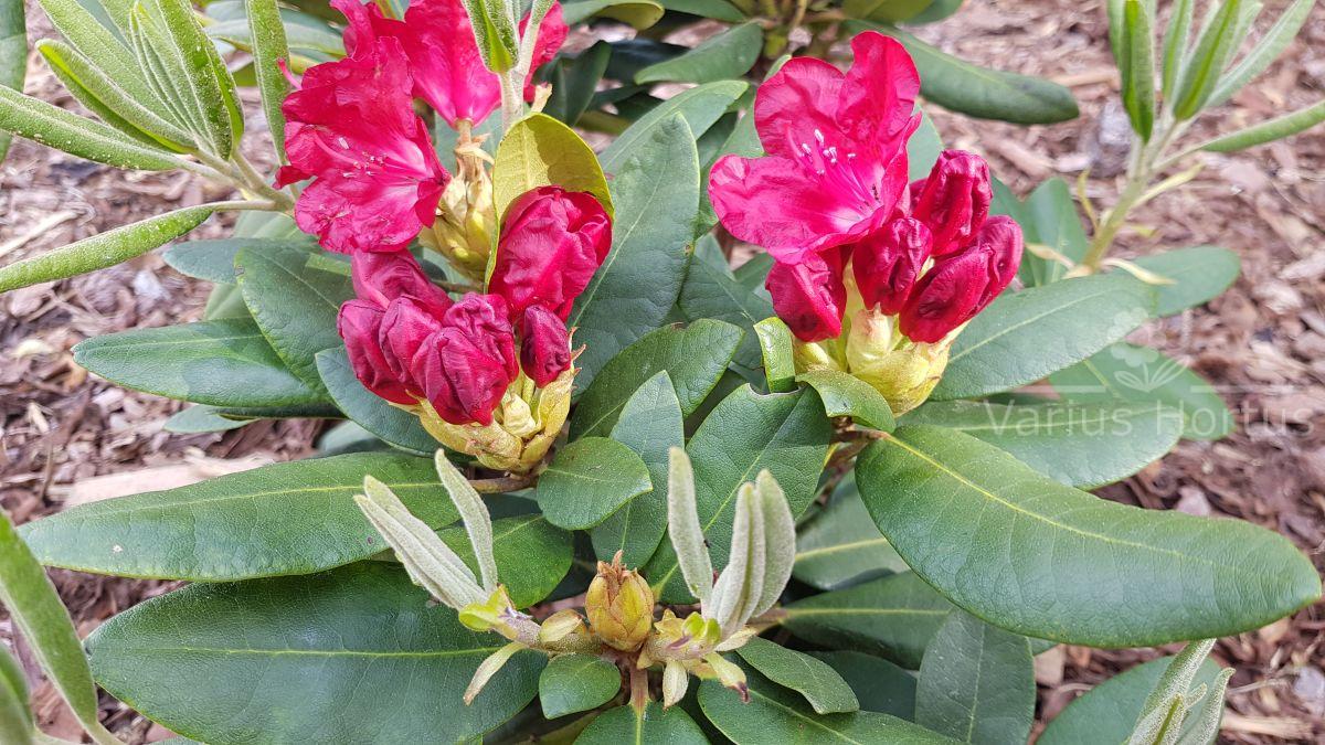 Rhododendron Busuki 'Hachbusk' rozwijający się pąk