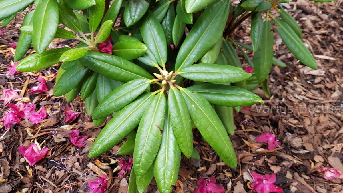 Różanecznik Kazimierz Wielki liście