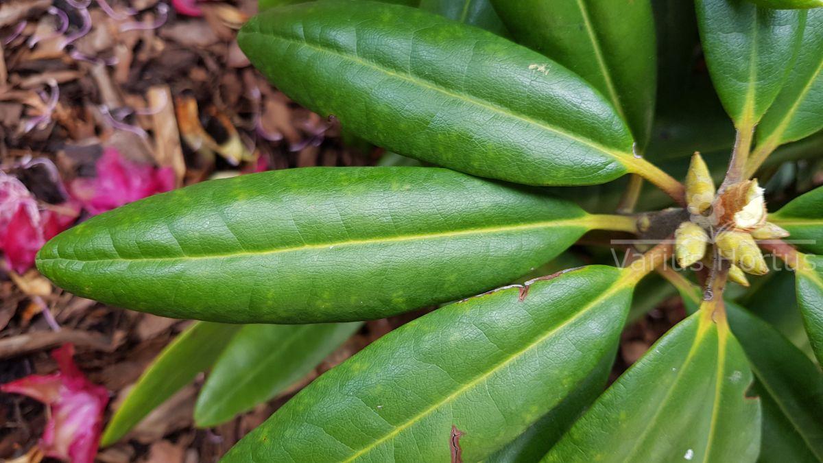 Rododendron Kazimierz Wielki