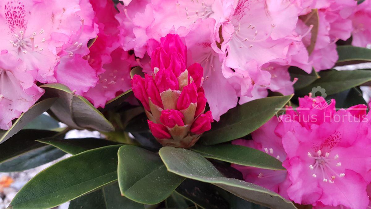 Rododendron Excelsior rozwijający się pąk