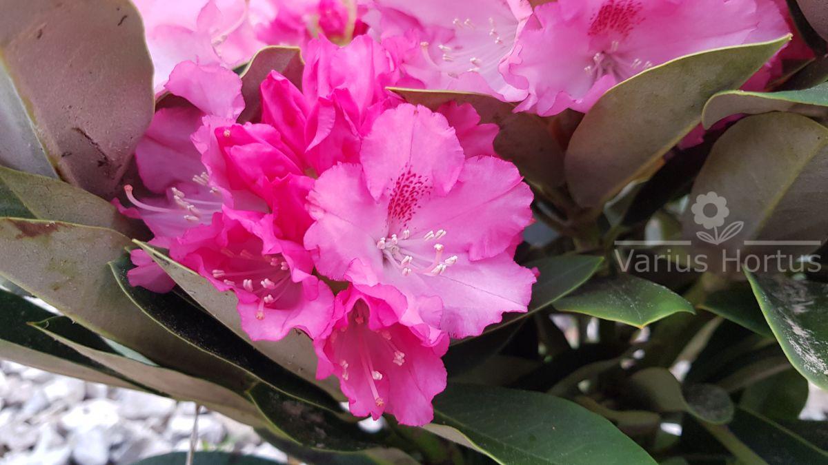 Różanecznik Excelsior kwitnienie