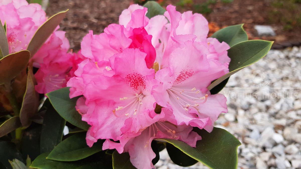 Rododendron Excelsior kwitnienie