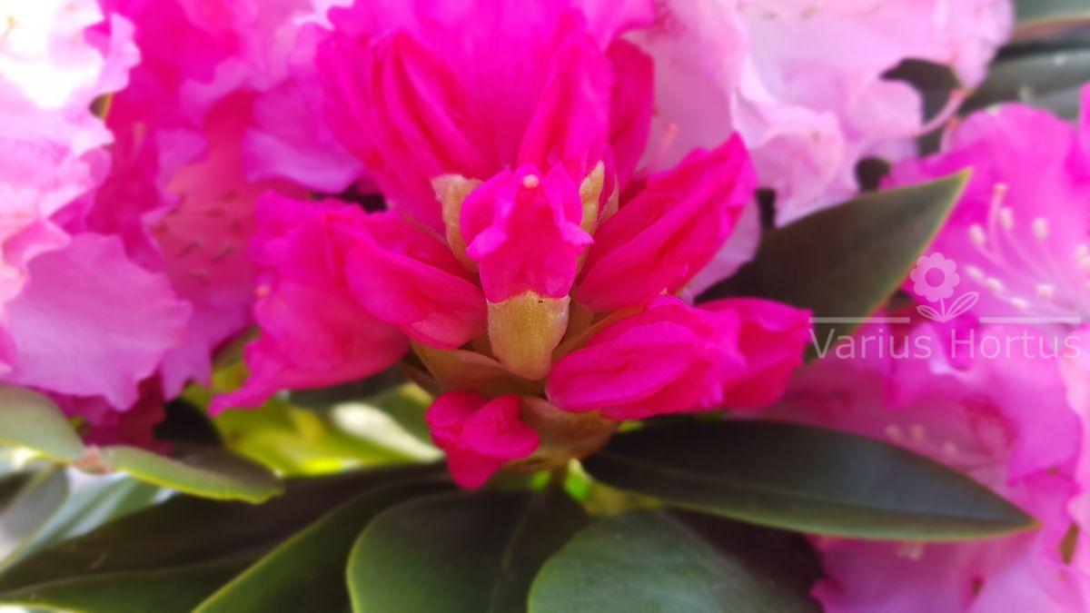 Różanecznik Excelsior rozwijający się pąk