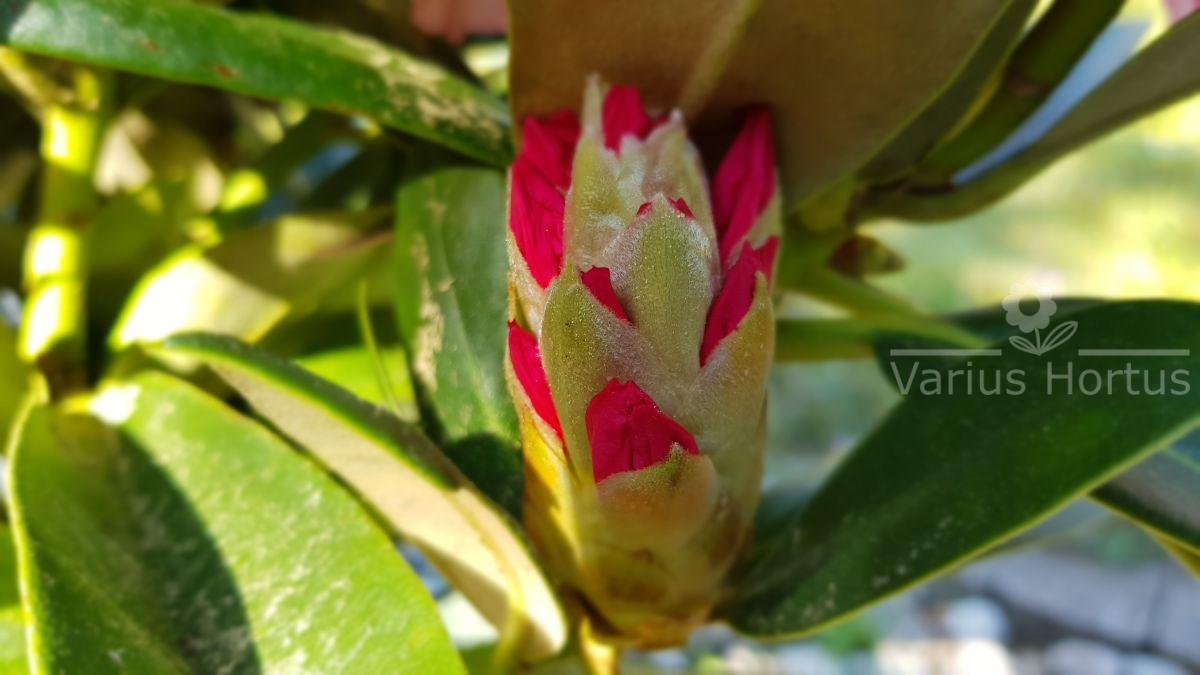 Różanecznik Excelsior rozwijający się pąk