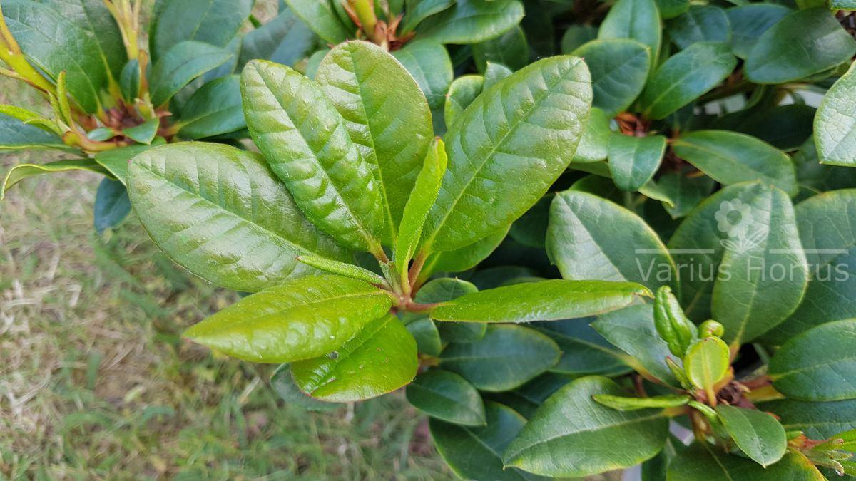 Różanecznik Bengal liście