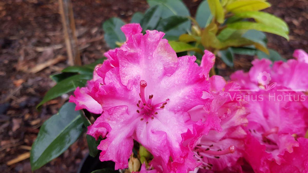 Różanecznik Professor Horst Robenek