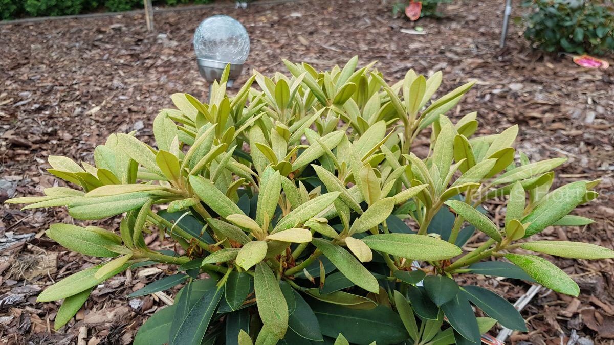 Różanecznik Schneekrone