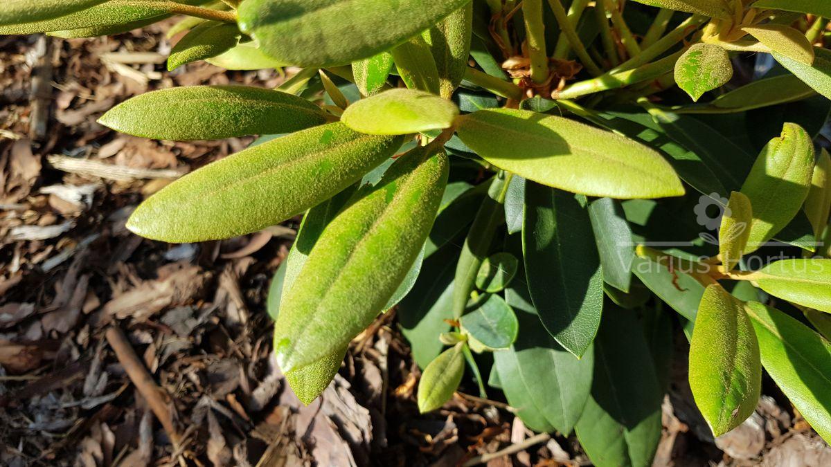 Różanecznik Schneekrone