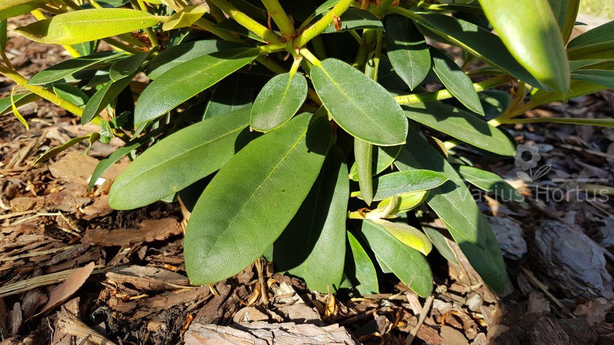 Różanecznik Schneekrone