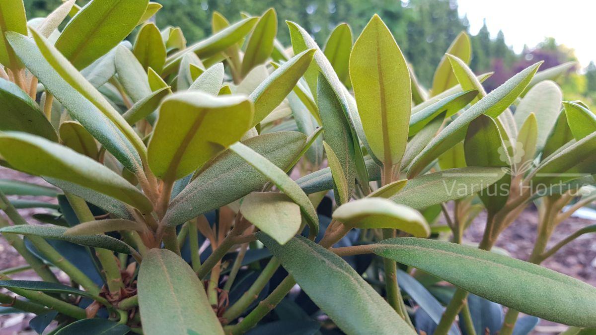 Różanecznik Schneekrone