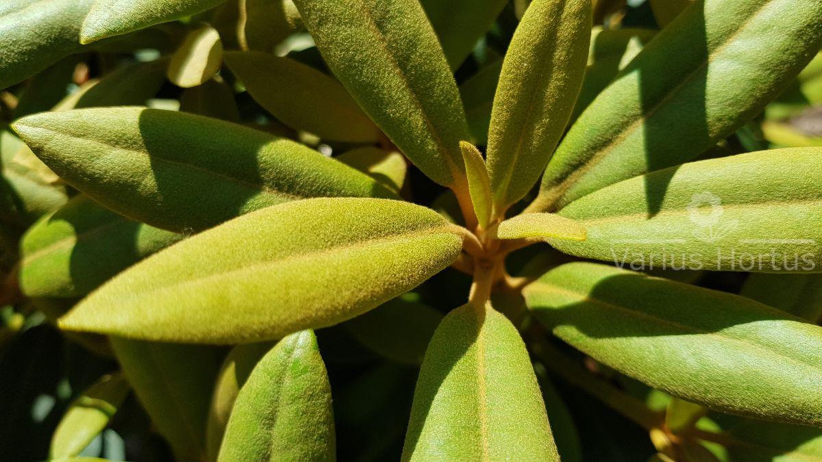 Różanecznik Schneekrone