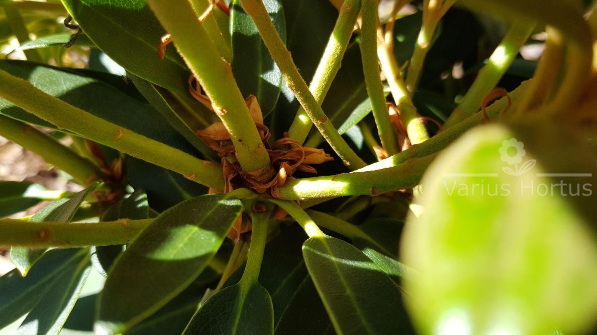 Różanecznik Schneekrone