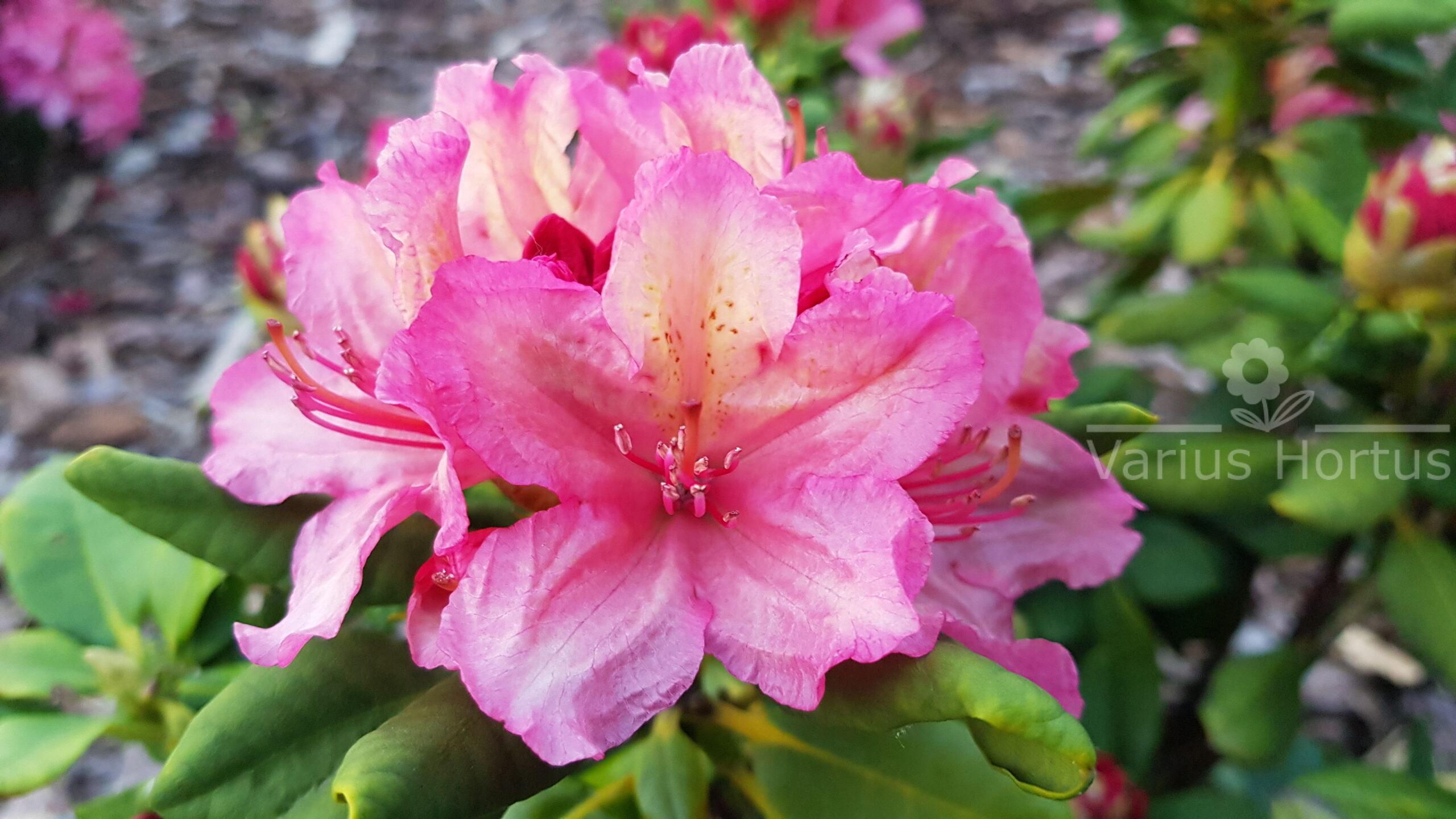 Różanecznik Brasilia